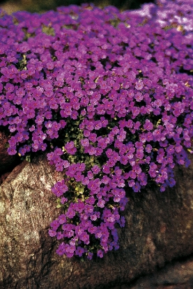 Picture of Aubrieta - Cascade Purple